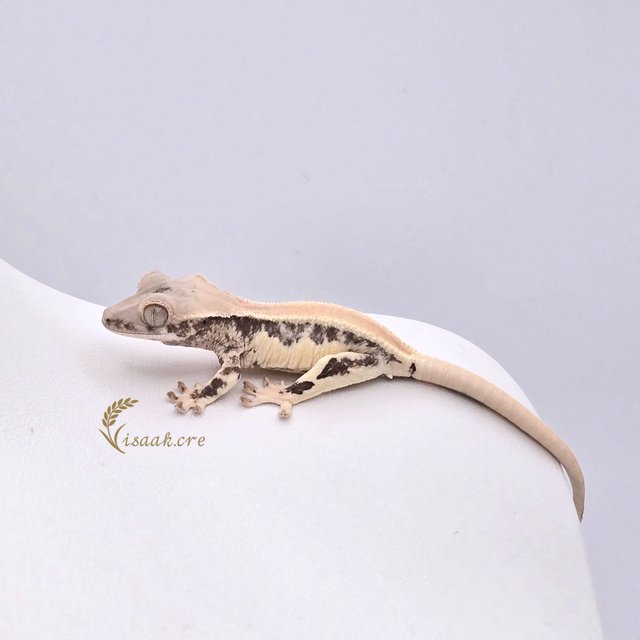 릴리화이트 솔리드백 풀핀 쿼드