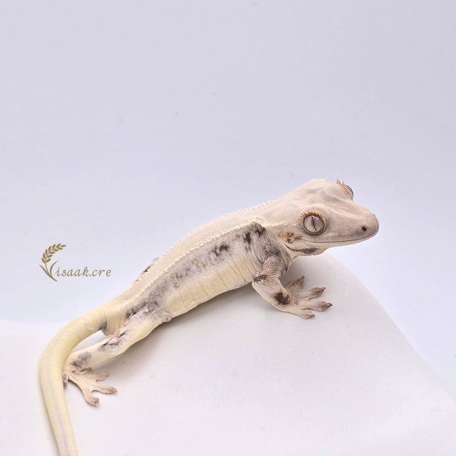 릴리화이트 솔리드백