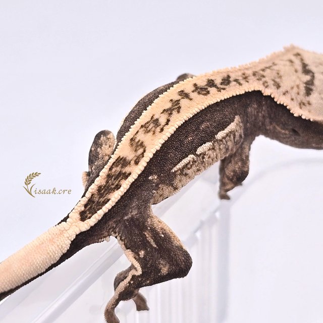 100%헷아잔틱 풀핀 쿼드