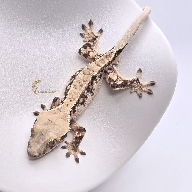 노멀 쿼드 드리피