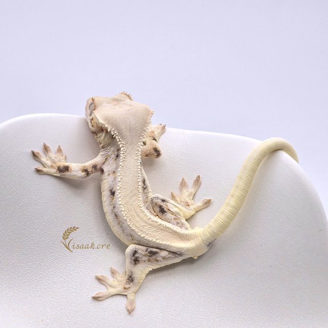 릴리화이트 솔리드백