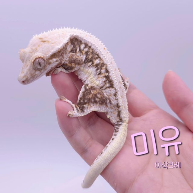 릴리화이트