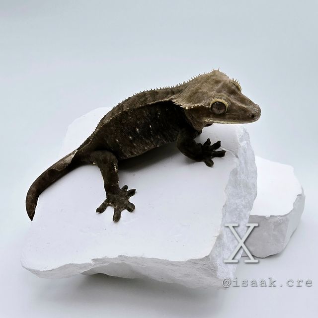 아잔틱 팬텀