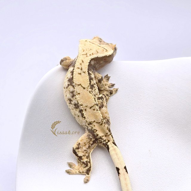 노멀 화이트스팟