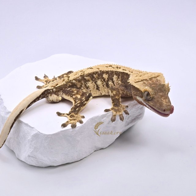 노멀 드리피 화이트스팟