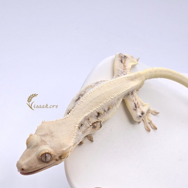 릴리화이트 솔리드백