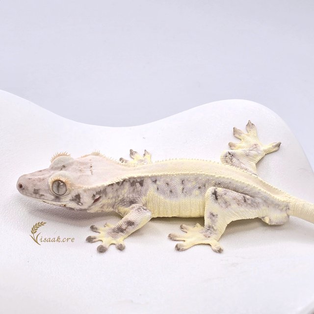 릴리화이트 솔리드백