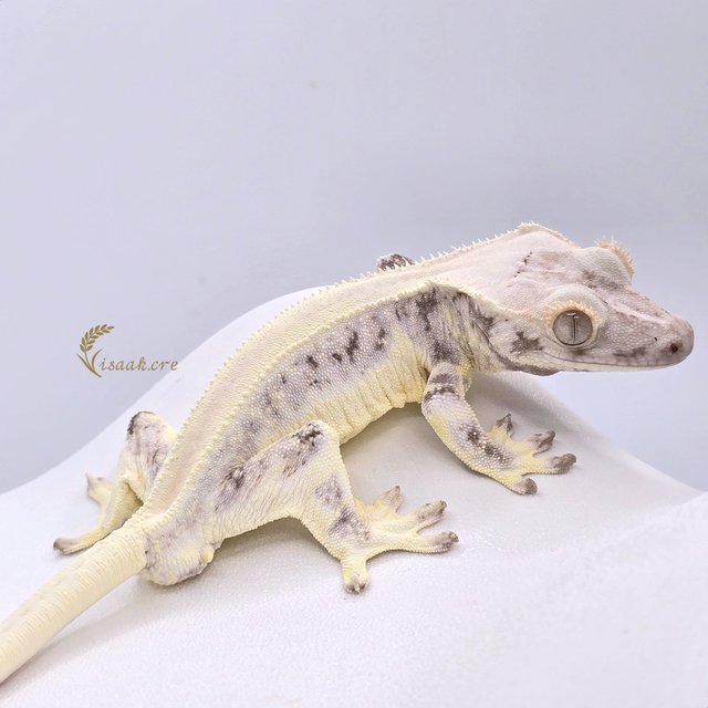 릴리화이트 솔리드백