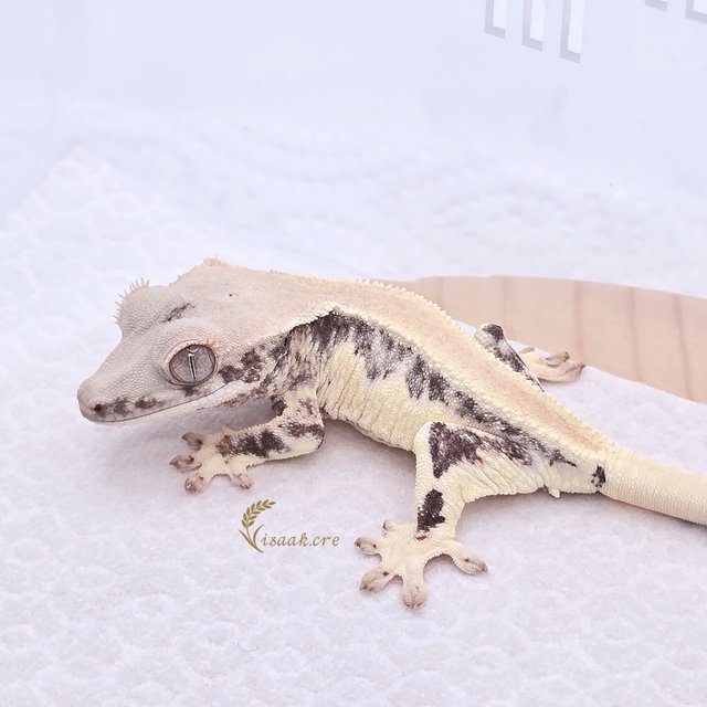 릴리화이트 솔리드백 풀핀 쿼드