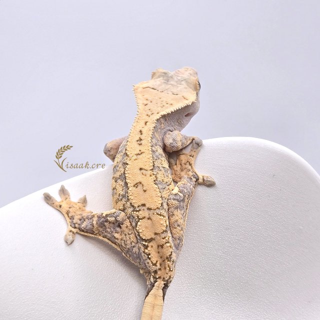 노멀 익스트림할리퀸 화이트스팟