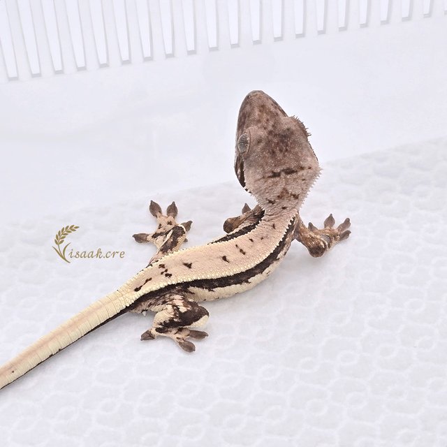 세이블 쿼드 풀핀