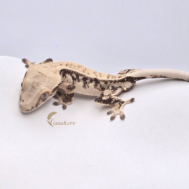 노멀 쿼드 드리피