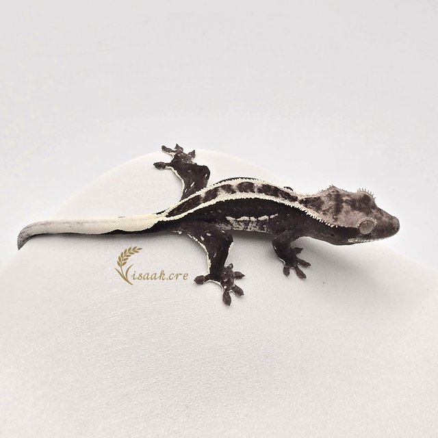 아잔틱 풀핀 쿼드