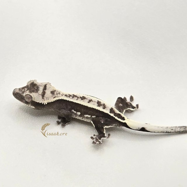 아잔틱 풀핀 쿼드