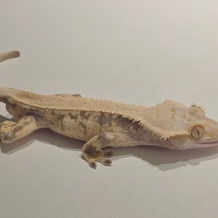 대파