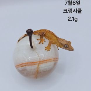 크림시클 크림