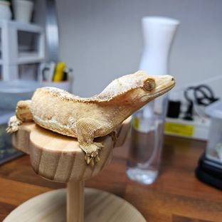 보리