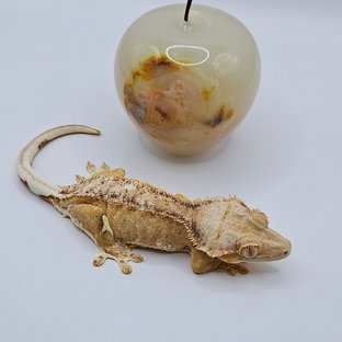 보리