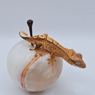 크림시클 크림