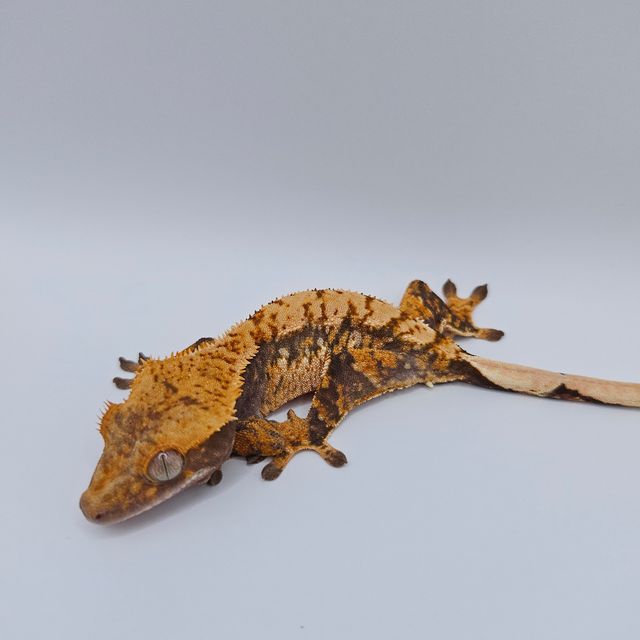 노멀 할리퀸 화이트스팟