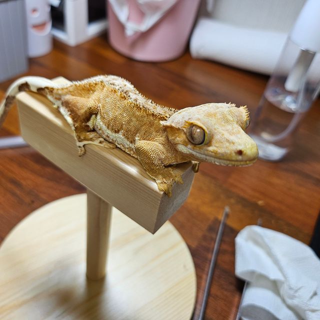 릴리화이트 팬텀 크림시클