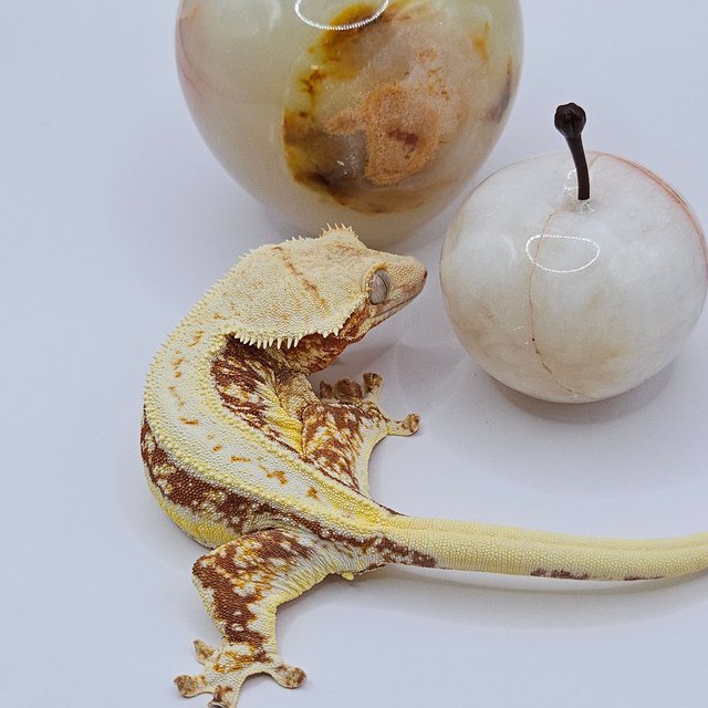 릴리화이트 레드