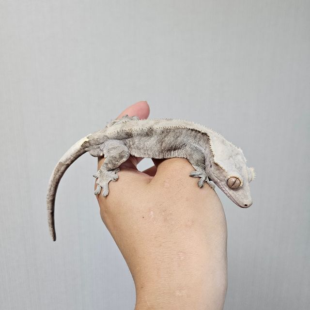 카푸치노