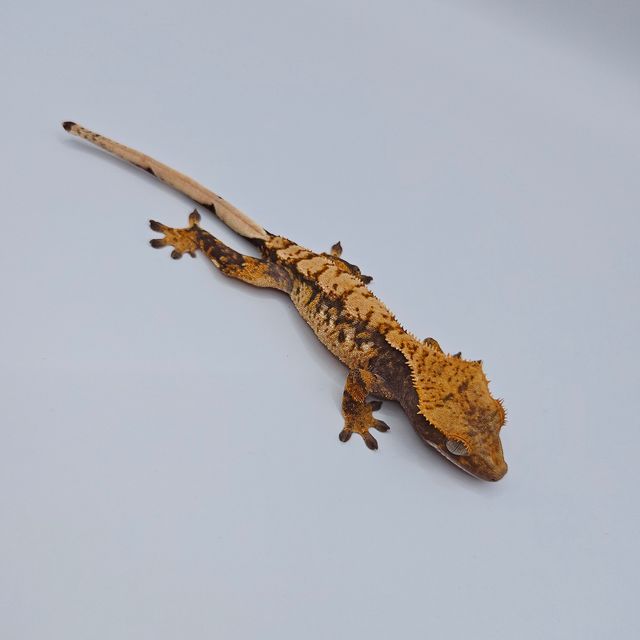 노멀 할리퀸 화이트스팟