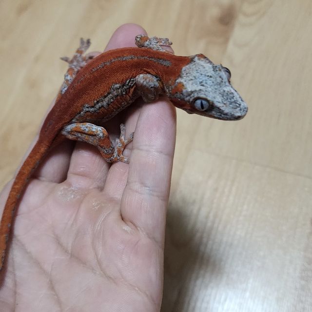 스트라이프