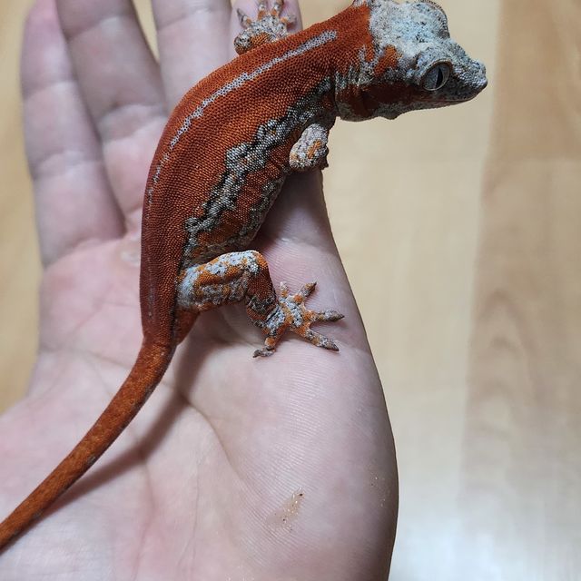 스트라이프