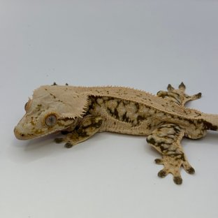 노멀 쿼드 풀핀 핀스트라이프