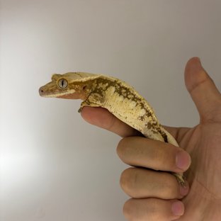 노멀 화이트스팟 드리피