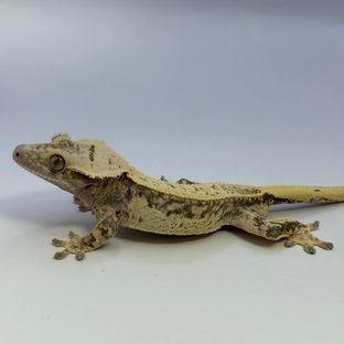 노멀 드리피 쿼드 풀핀