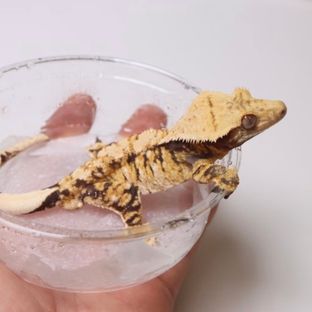 100%헷초초