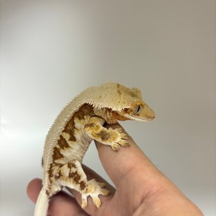 릴리화이트 솔리드백 레드