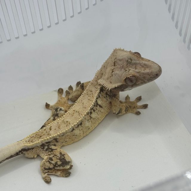 노멀 트라이 화이트스팟 드리피 익스트림할리퀸 풀핀