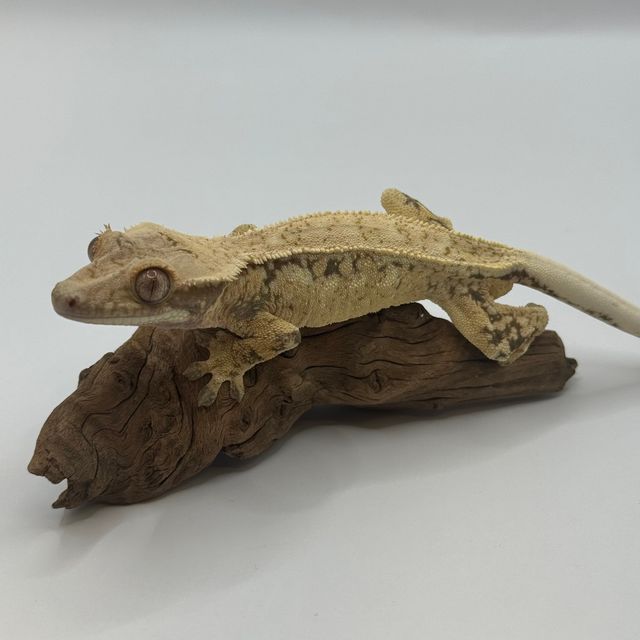 노멀 트라이 화이트스팟 드리피 익스트림할리퀸 풀핀