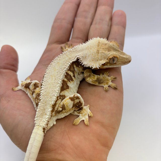 릴리화이트 솔리드백 레드