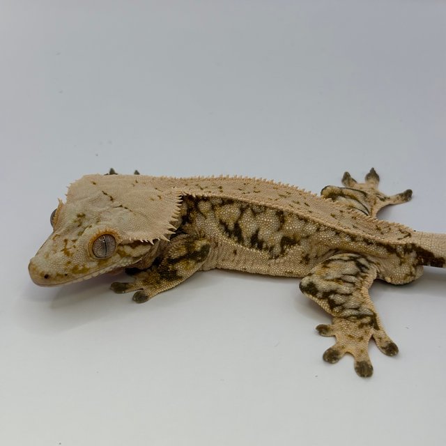 노멀 쿼드 풀핀 핀스트라이프