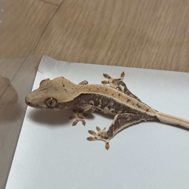 릴리100%헷아잔틱