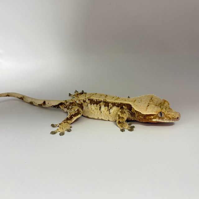 노멀 화이트스팟 드리피