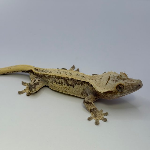 노멀 드리피 쿼드 풀핀