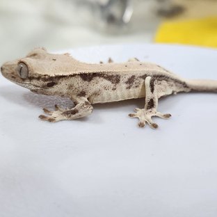 릴리 세이블 드리피