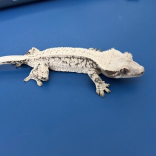 노멀 드리피 화이트