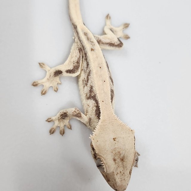 릴리 세이블 드리피