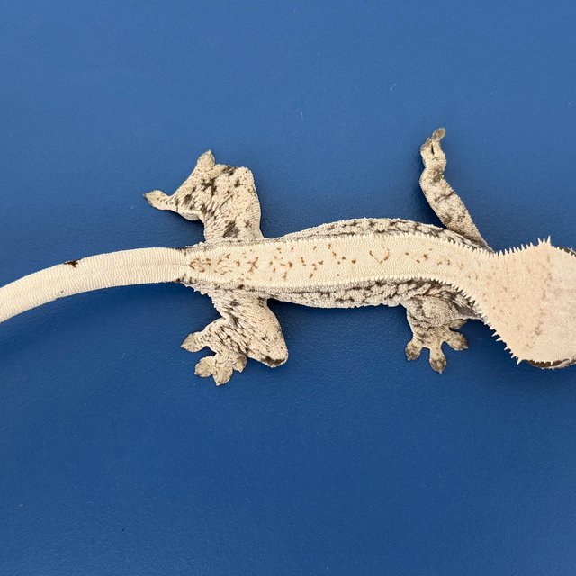 노멀 드리피 화이트