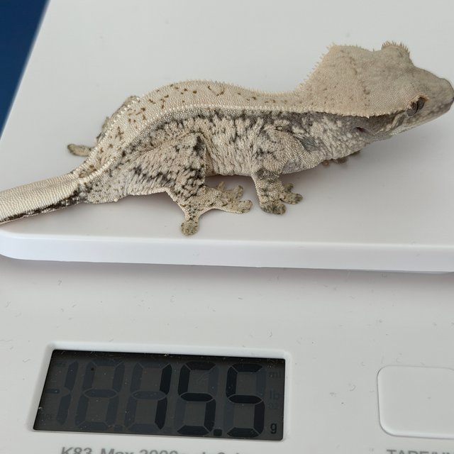 노멀 드리피 화이트