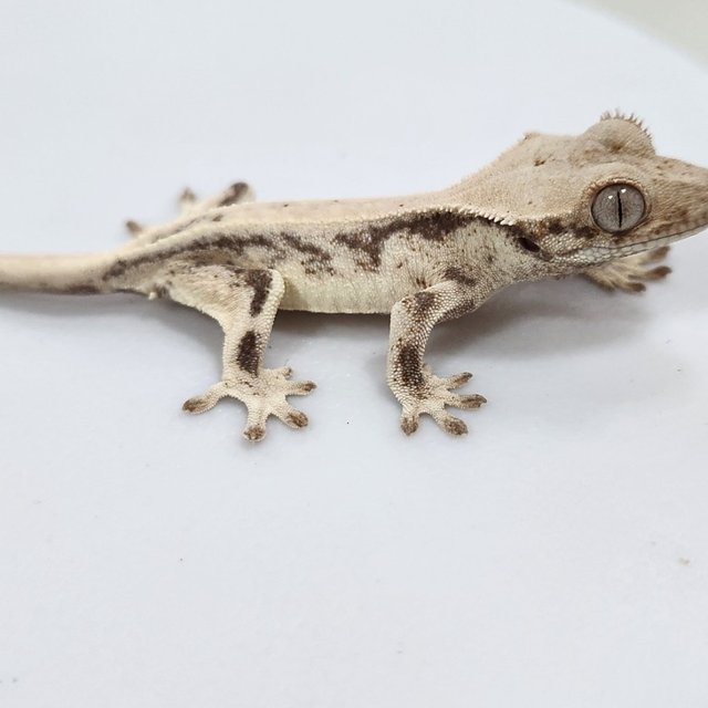 릴리 세이블 드리피