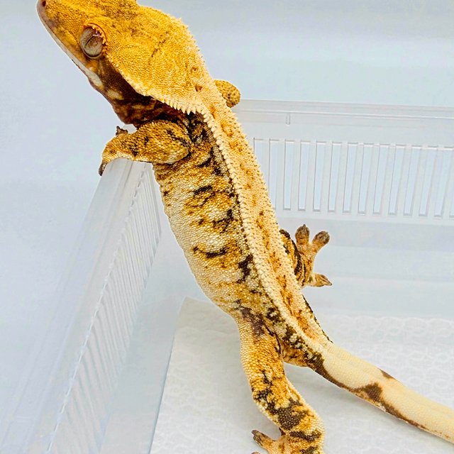 풀핀 트라이 노멀