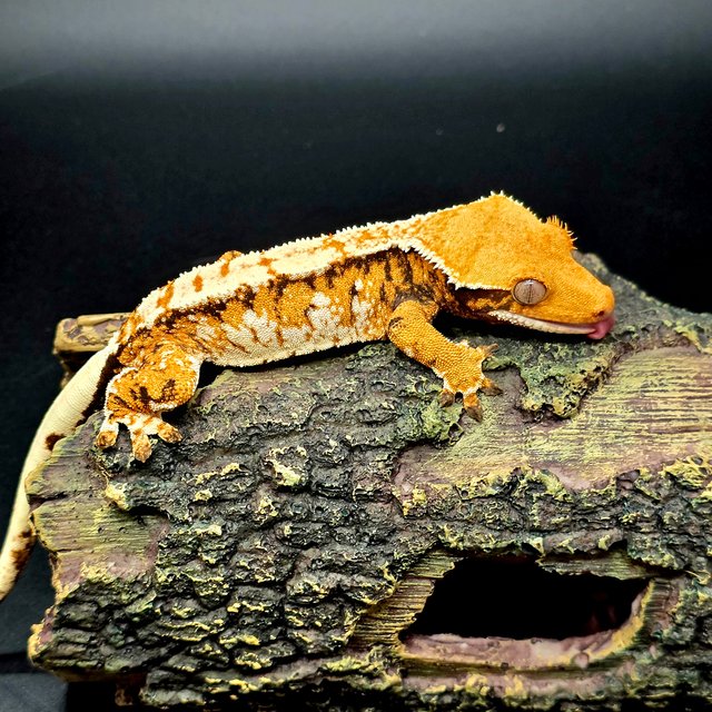 노멀 트라이 익스트림할리퀸